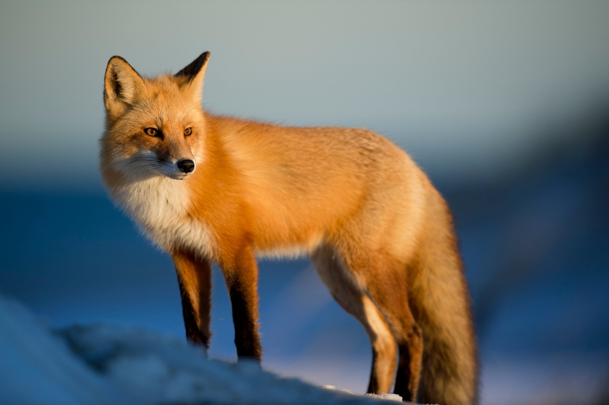 the-mind-of-the-fox.jpg